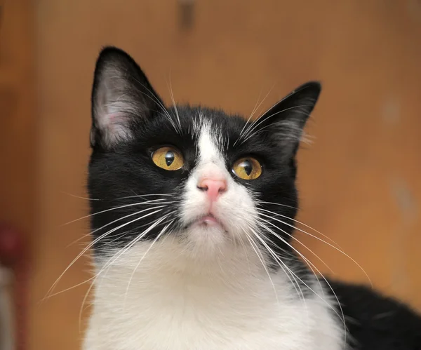 Gato preto e branco — Fotografia de Stock