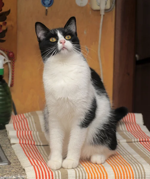 Schwarze und weiße Katze — Stockfoto