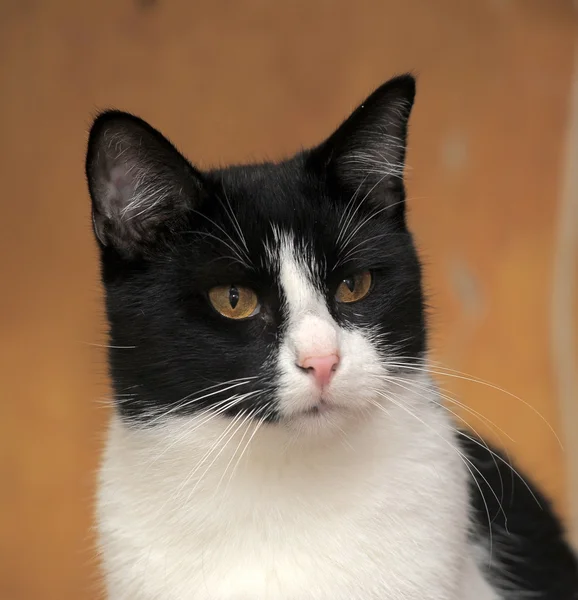 Чорно-білий кіт — стокове фото