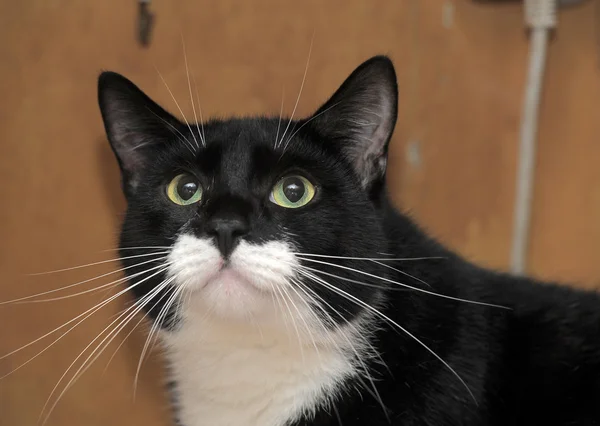 Gato preto e branco — Fotografia de Stock