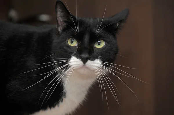 Gato preto e branco — Fotografia de Stock