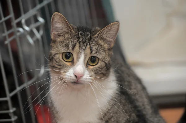 Portrait of a tabby with white chest — Stock Photo, Image