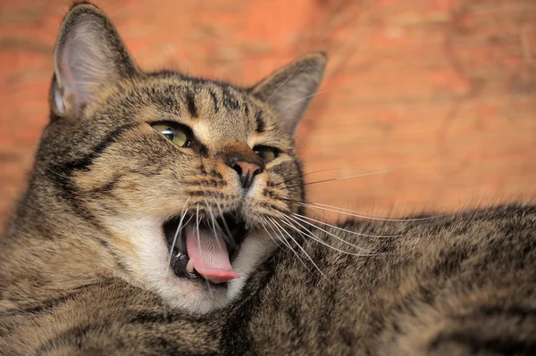 Таббі кішка позіхає — стокове фото