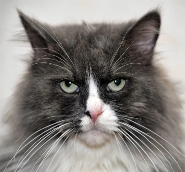 Retrato de un tabby con pecho blanco — Foto de Stock