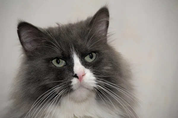 Portrait of a tabby with white chest — Stock Photo, Image