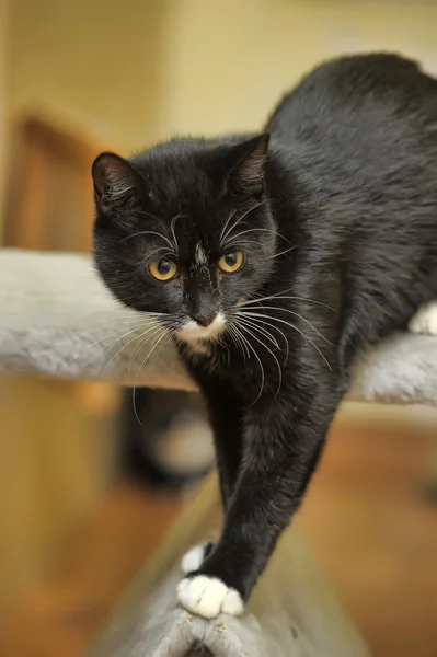 Black and white cat — Stock Photo, Image