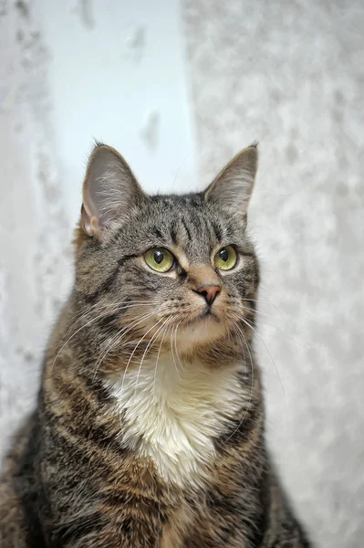 Portrait of a tabby with white chest — Stock Photo, Image