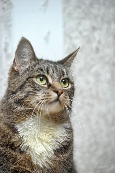 Retrato de un tabby con pecho blanco — Foto de Stock