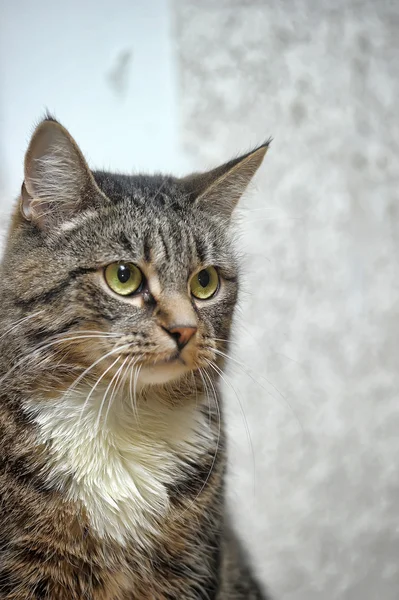 Retrato de um tabby com peito branco — Fotografia de Stock