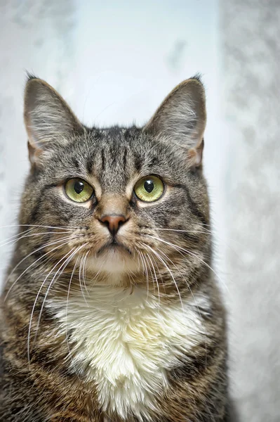 Retrato de un tabby con pecho blanco — Foto de Stock