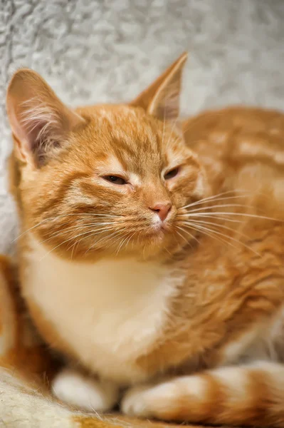 Linda pelirroja con gatito blanco 4 meses — Foto de Stock