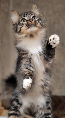 Fluffy kitten catches a toy clipart