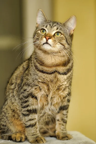 Gato fofo — Fotografia de Stock