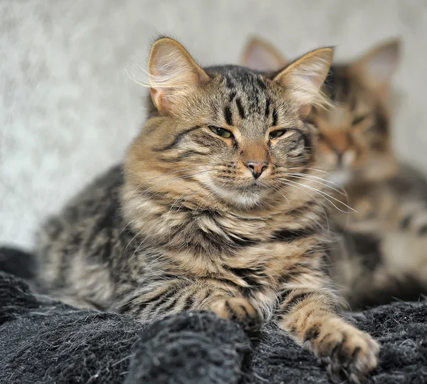 两只毛茸茸的猫 — 图库照片