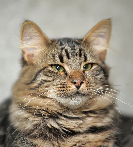 Gato fofo — Fotografia de Stock