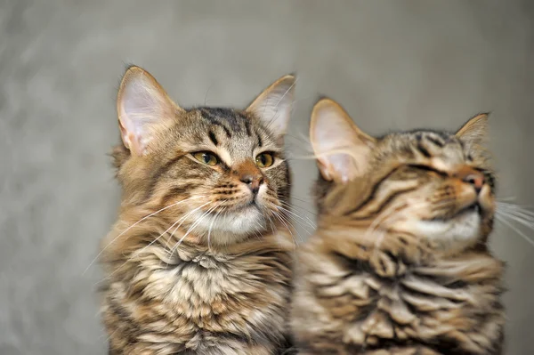 Dois gatos fofos — Fotografia de Stock