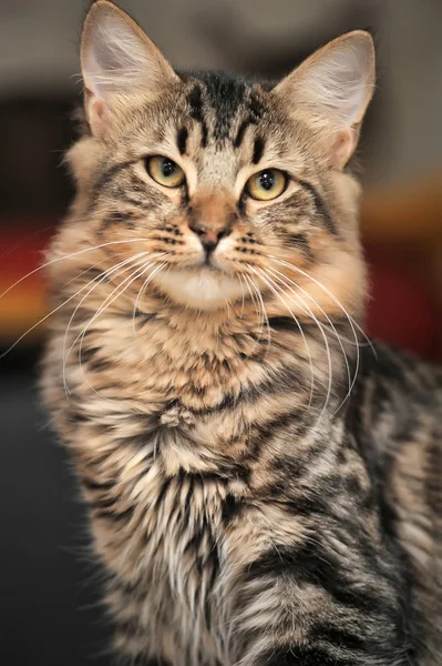 Пушистый кот — стоковое фото