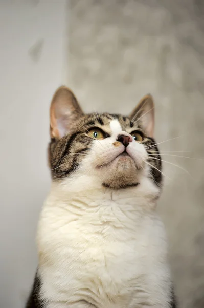 Пухнасті кішка — стокове фото