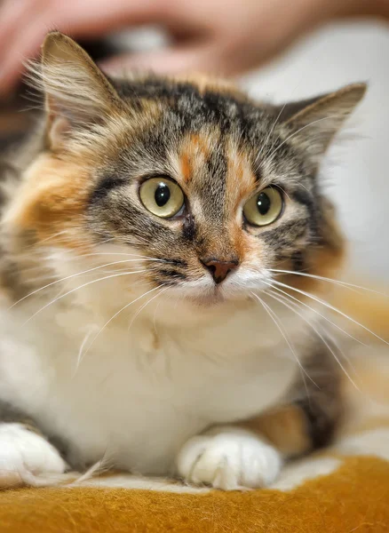 Fluffy cat — Stock Photo, Image