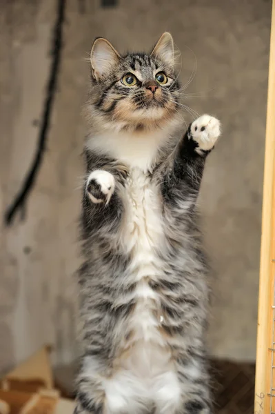 Kabarık kedi oyuncak yakalar — Stok fotoğraf