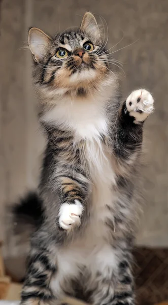 Fluffy kitten catches a toy — Stock Photo, Image