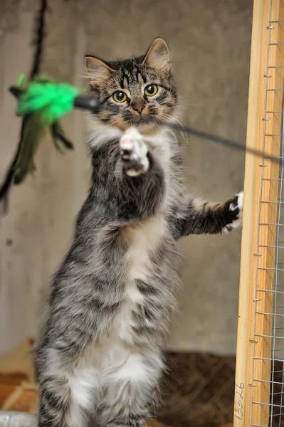 Fluffy kitten catches a toy — Stock Photo, Image