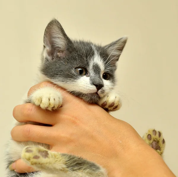 Gatito blanco gris en las manos — Foto de Stock