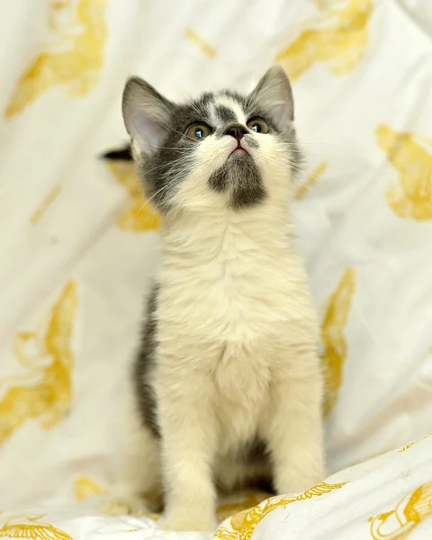 Cinza com gatinho branco — Fotografia de Stock