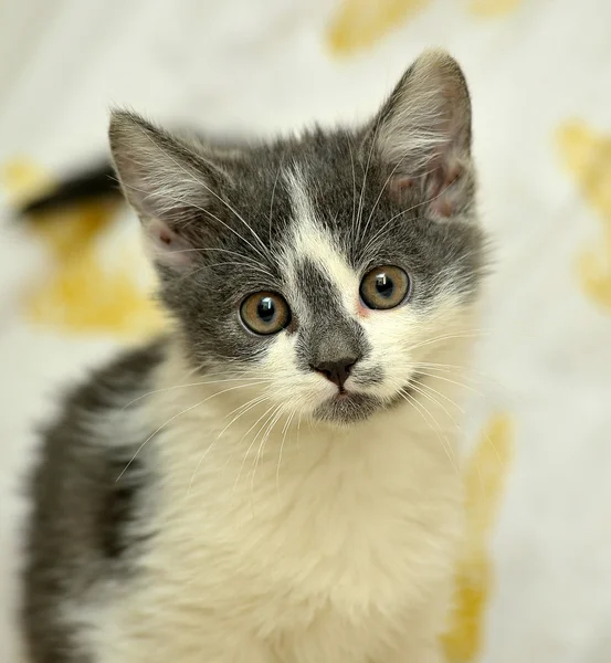 Gray with white kitten — Stock Photo, Image