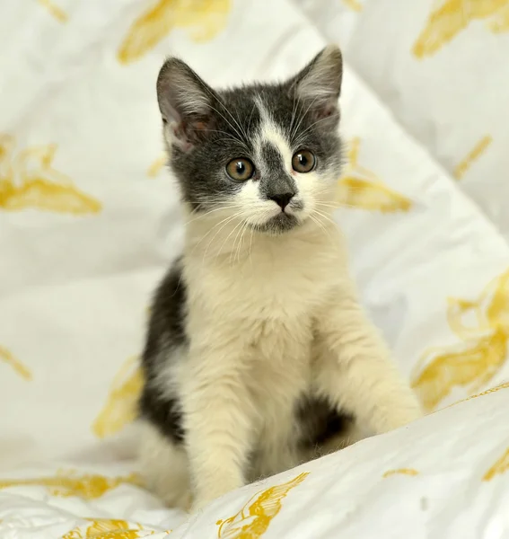 Cinza com gatinho branco — Fotografia de Stock