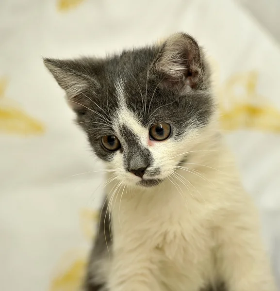 Cinza com gatinho branco — Fotografia de Stock