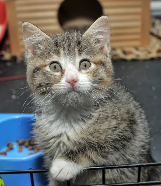 Tabby kitten — Stock Photo, Image