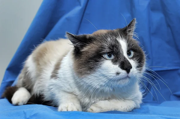 Gato raquetas — Foto de Stock