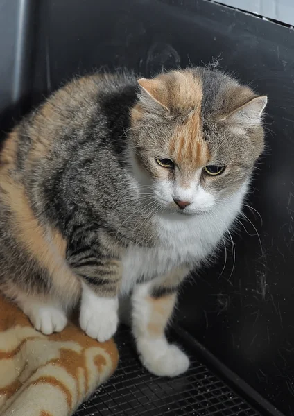 Tabby yavru kedi — Stok fotoğraf