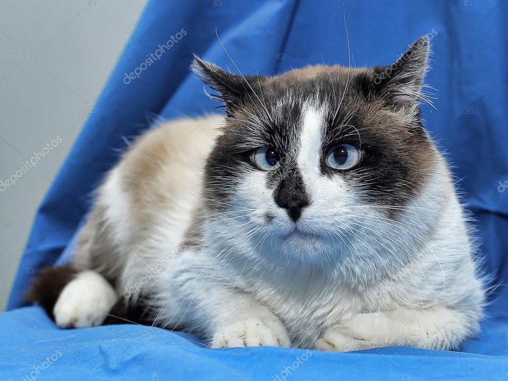 A Snowshoe Siamese cat ⬇ Stock Photo, Image by © evdoha 36679357