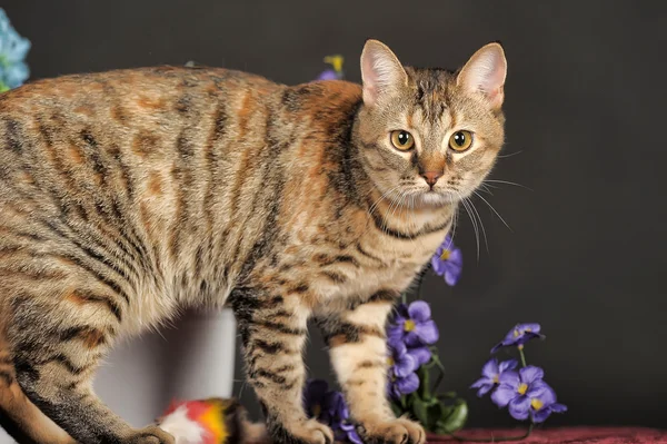 Tabby kitten — Stock Photo, Image