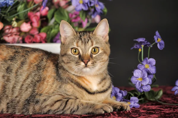 Tabby kitten — Stock Photo, Image