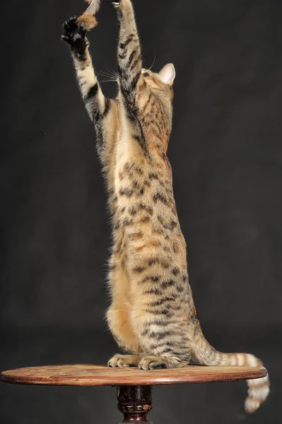 Jovem gato tabby em um fundo escuro . — Fotografia de Stock