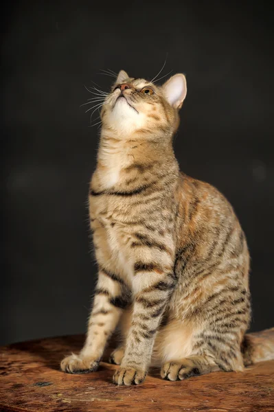 Молодой тэбби-кот на тёмном фоне . — стоковое фото