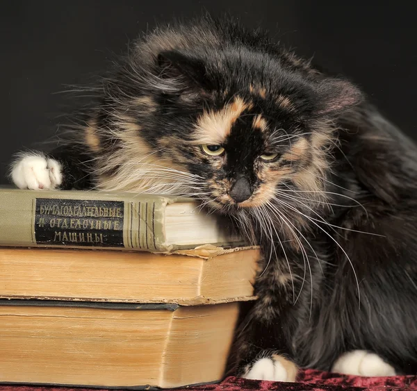 Cat in studio — Stock Photo, Image