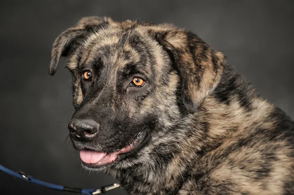 Stor hund i studio — Stockfoto