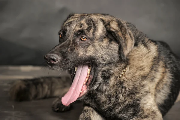 Big dog in studio — Stock Photo, Image