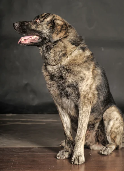 Big dog in studio — Stock Photo, Image