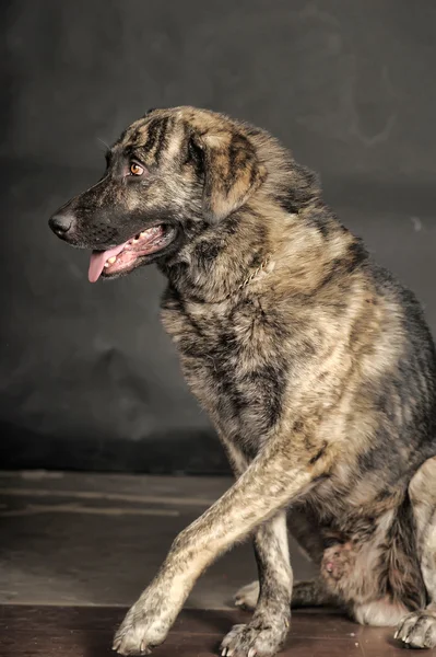 Stor hund i studio — Stockfoto