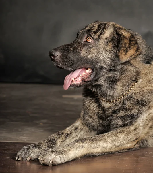 Big dog in studio — Stock Photo, Image