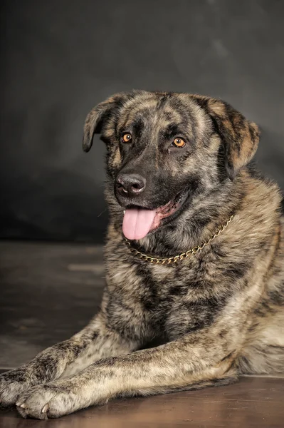 Big dog in studio — Stock Photo, Image