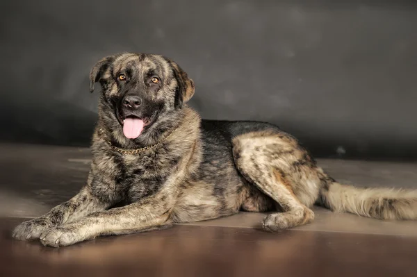 Gran perro en el estudio — Foto de Stock