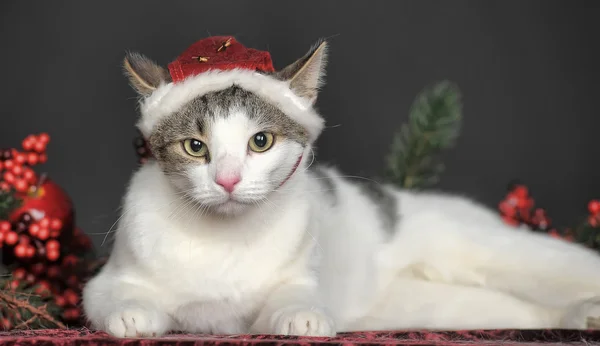 Noel şapkalı kedi — Stok fotoğraf