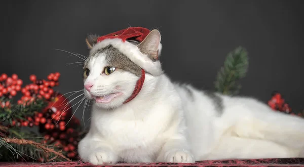 Кіт у різдвяному капелюсі — стокове фото