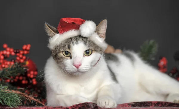 Gato em chapéu de Natal — Fotografia de Stock
